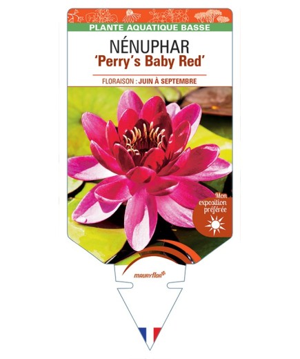 NYMPHAEA Perry's Baby Red voir NÉNUPHAR