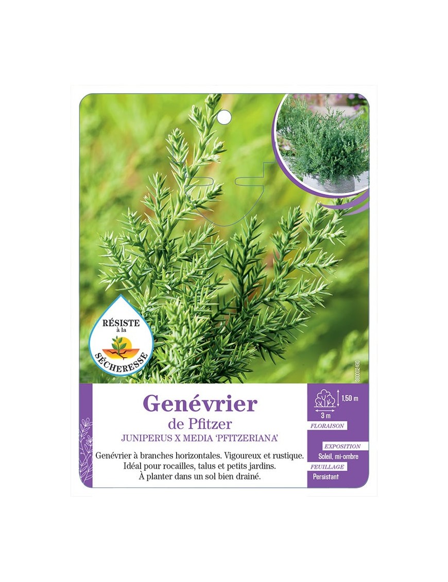 JUNIPERUS X MEDIA PFITZERIANA voir Genévrier de Pfitzer
