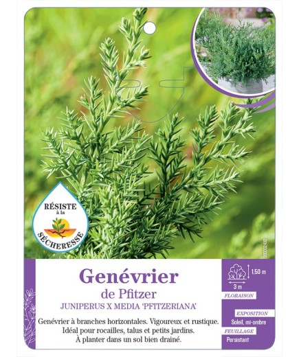 JUNIPERUS X MEDIA PFITZERIANA voir Genévrier de Pfitzer