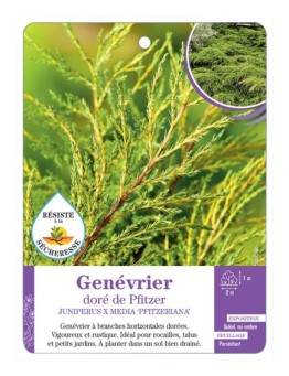 JUNIPERUS X MEDIA PFITZERIANA voir Genévrier doré de Pfitzer