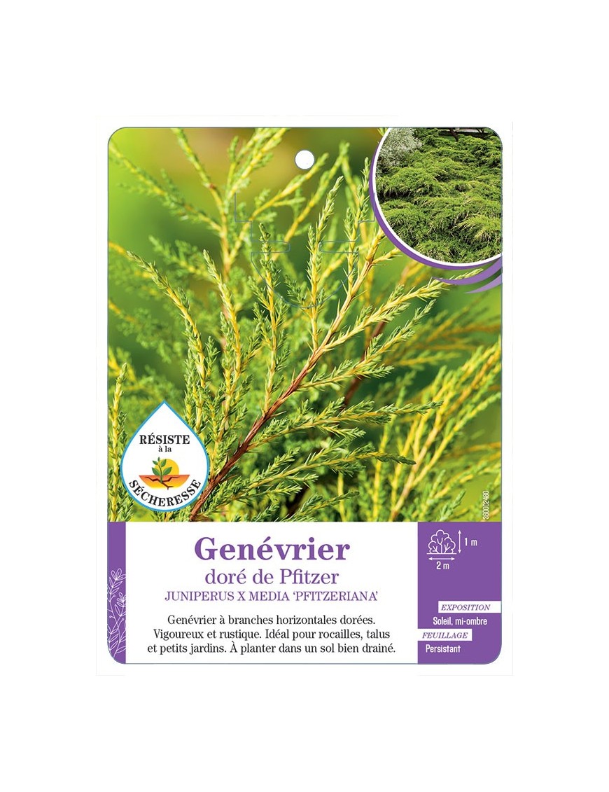 JUNIPERUS X MEDIA PFITZERIANA voir Genévrier doré de Pfitzer