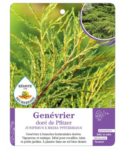 JUNIPERUS X MEDIA PFITZERIANA voir Genévrier doré de Pfitzer