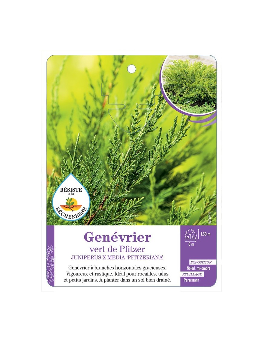 JUNIPERUS X MEDIA PFITZERIANA voir Genévrier vert de Pfitzer