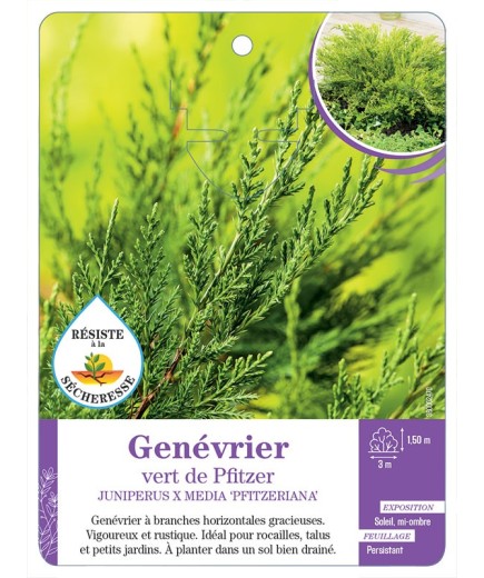 JUNIPERUS X MEDIA PFITZERIANA voir Genévrier vert de Pfitzer