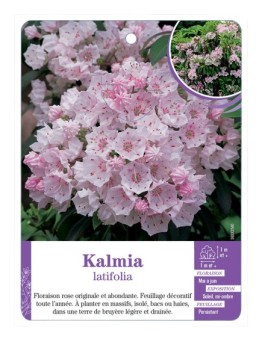 KALMIA latifolia