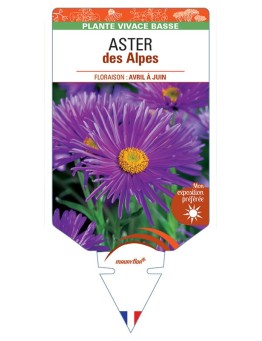 ASTER DES ALPES (violet) *