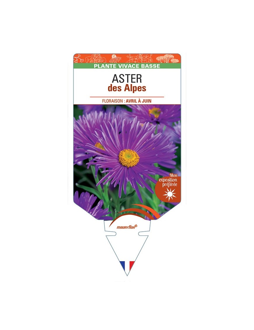 ASTER DES ALPES (violet) *