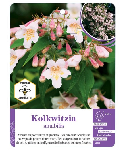 KOLKWITZIA AMABILIS (*)