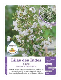LAGERSTROEMIA blanc voir Lilas des Indes