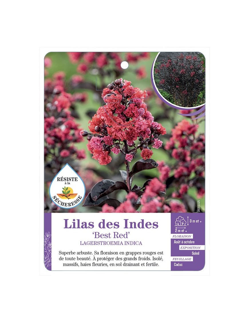 LAGERSTROEMIA BEST RED voir Lilas des Indes