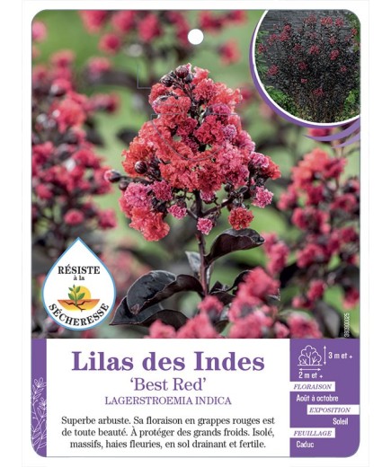 LAGERSTROEMIA BEST RED voir Lilas des Indes