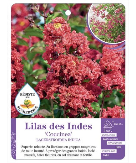 LAGERSTROEMIA COCCINEA voir Lilas des Indes