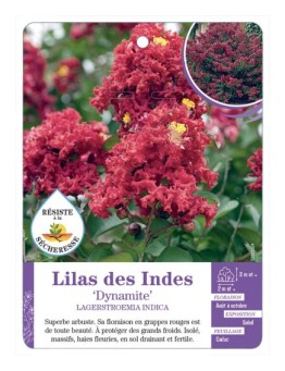 LAGERSTROEMIA DYNAMITE voir Lilas des Indes
