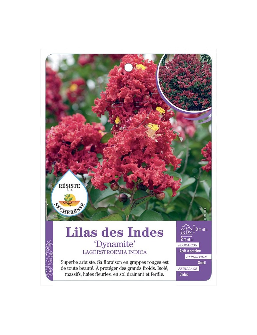 LAGERSTROEMIA DYNAMITE voir Lilas des Indes