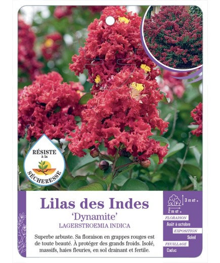 LAGERSTROEMIA DYNAMITE voir Lilas des Indes