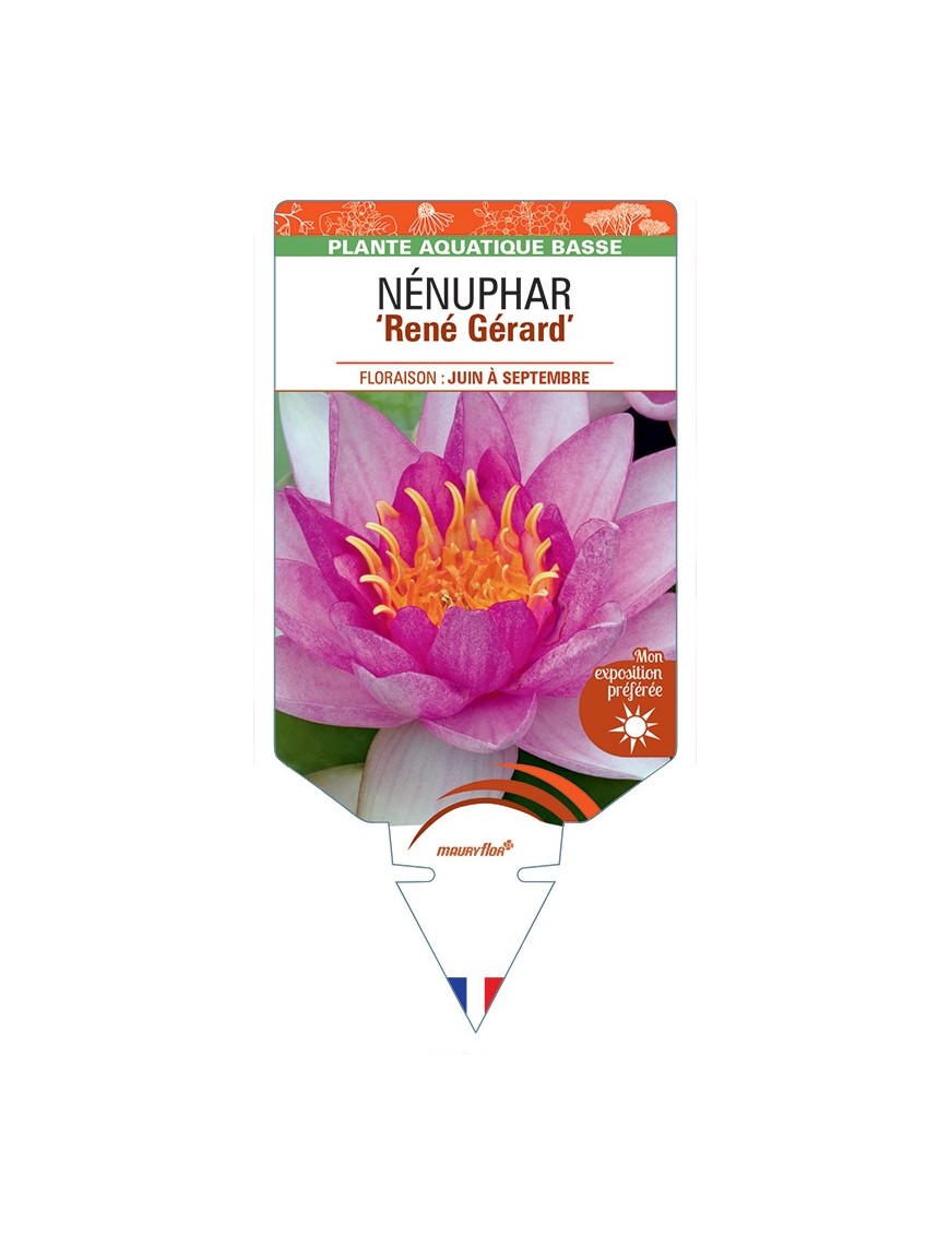 NYMPHAEA René Gérard voir NÉNUPHAR