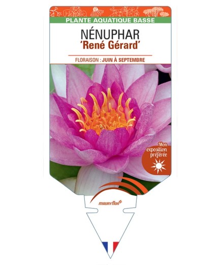 NYMPHAEA René Gérard voir NÉNUPHAR