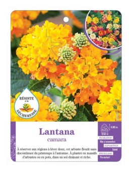 LANTANA CAMARA