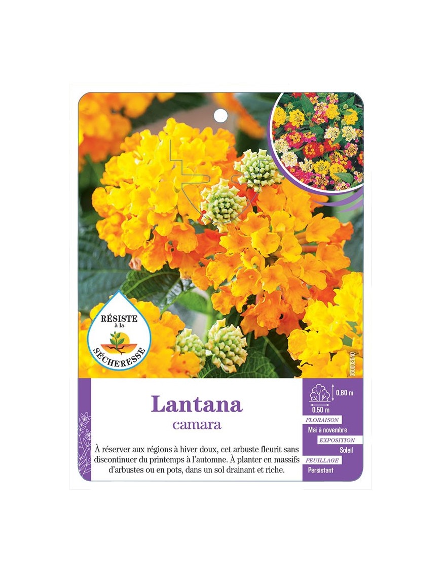 LANTANA CAMARA
