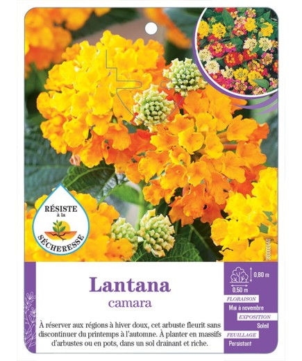 LANTANA CAMARA
