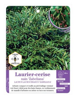LAURUS LAUROCERASUS ZABELIANA voir Laurier-cerise nain