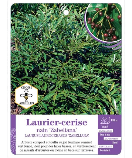 LAURUS LAUROCERASUS ZABELIANA voir Laurier-cerise nain