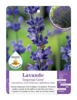 LAVANDULA ANGUSTIFOLIA IMPERIAL GEM voir Lavande