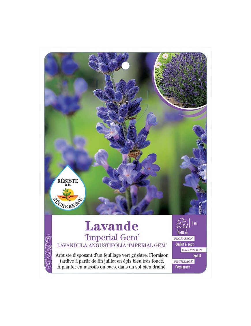 LAVANDULA ANGUSTIFOLIA IMPERIAL GEM voir Lavande