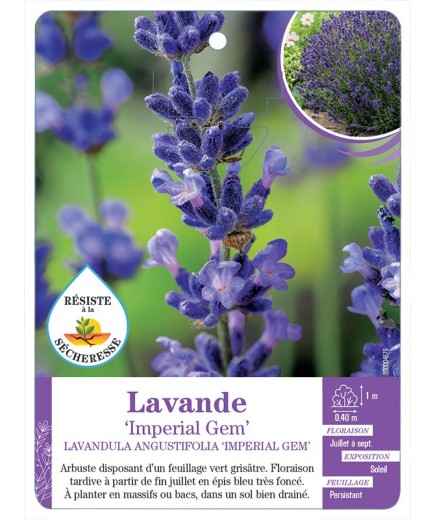 LAVANDULA ANGUSTIFOLIA IMPERIAL GEM voir Lavande