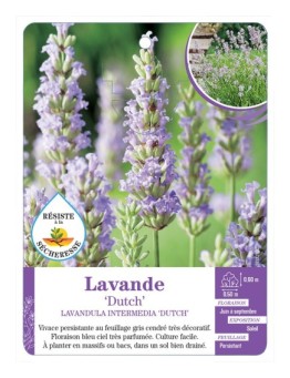 LAVANDULA INTERMEDIA DUTCH voir Lavande
