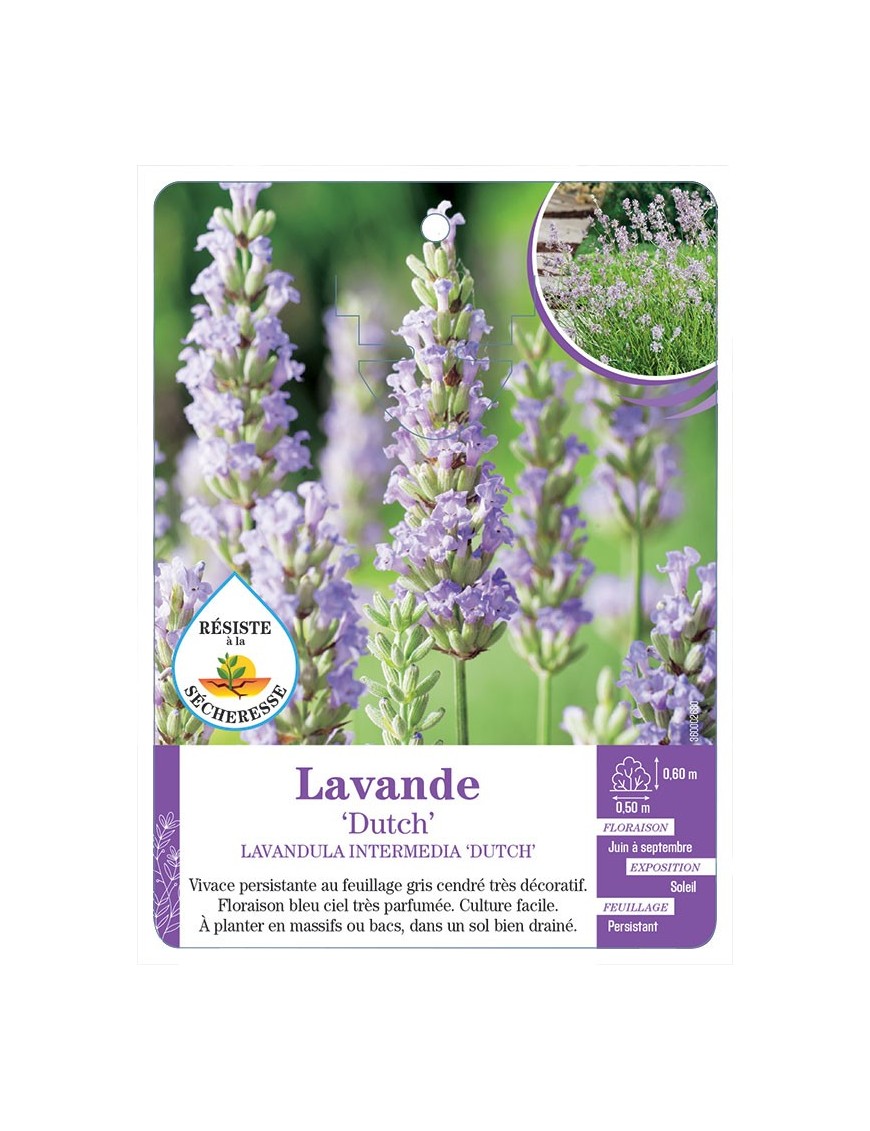 LAVANDULA INTERMEDIA DUTCH voir Lavande