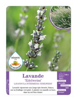 LAVANDULA INTERMEDIA EDELWEISS voir Lavande