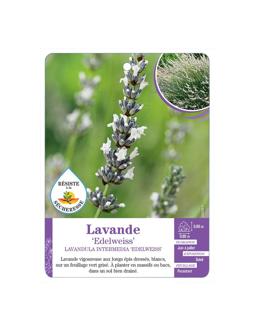 LAVANDULA INTERMEDIA EDELWEISS voir Lavande