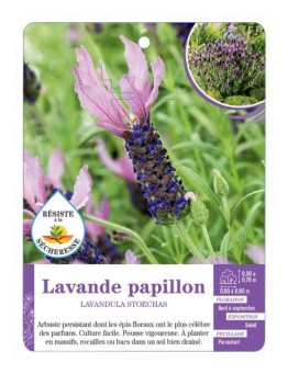 LAVANDULA STOECHAS voir Lavande papillon