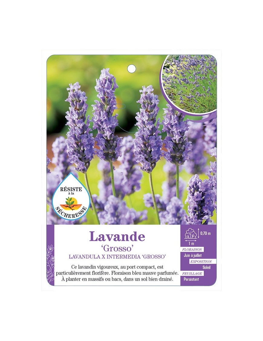 LAVANDULA X INTERMEDIA GROSSO voir Lavande