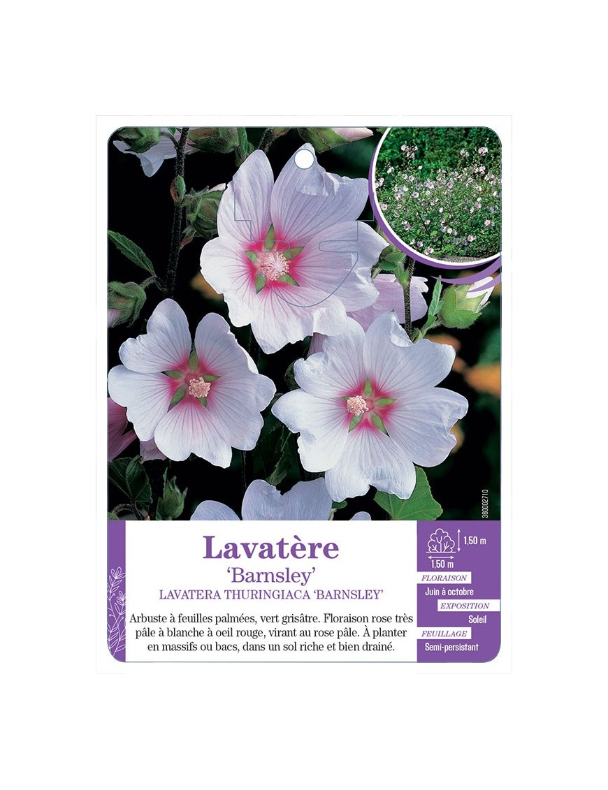 LAVATERA THURINGIACA BARNSLEY voir Lavatère