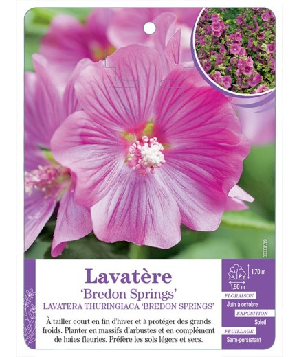 LAVATERA THURINGIACA BREDON SPRINGS voir Lavatère