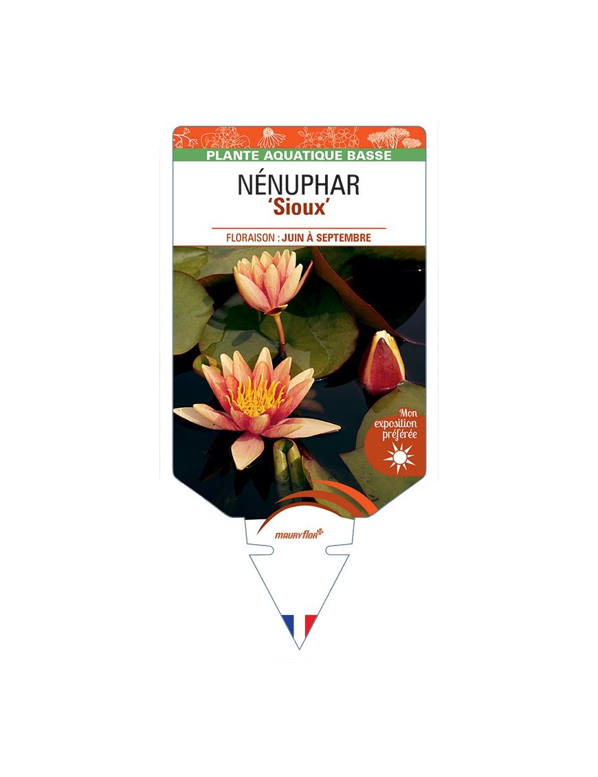NYMPHAEA Sioux voir NÉNUPHAR