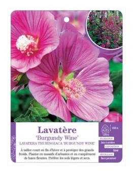 LAVATERA THURINGIACA BURGUNDY WINE voir Lavatère