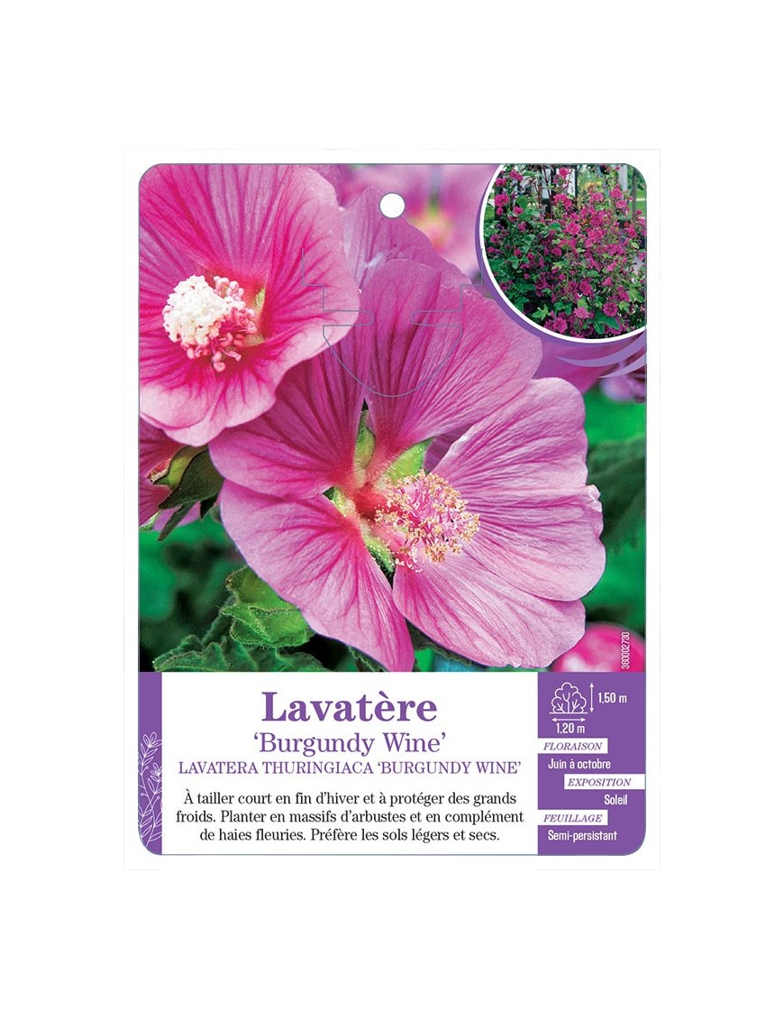 LAVATERA THURINGIACA BURGUNDY WINE voir Lavatère