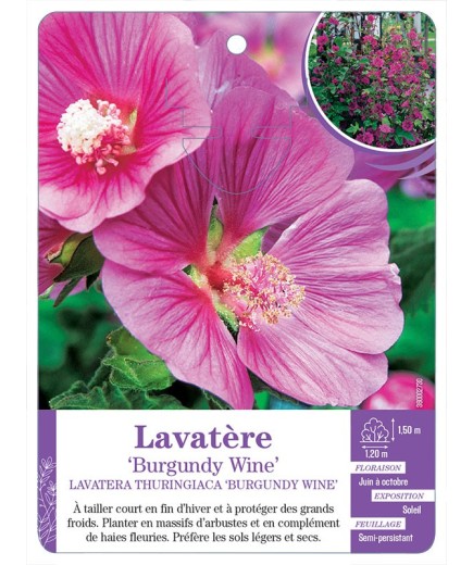LAVATERA THURINGIACA BURGUNDY WINE voir Lavatère