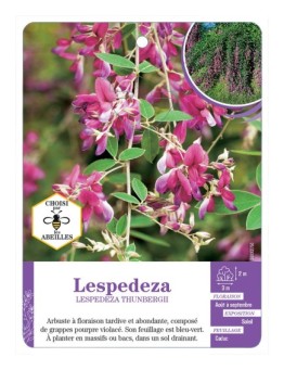LESPEDEZA THUNBERGII
