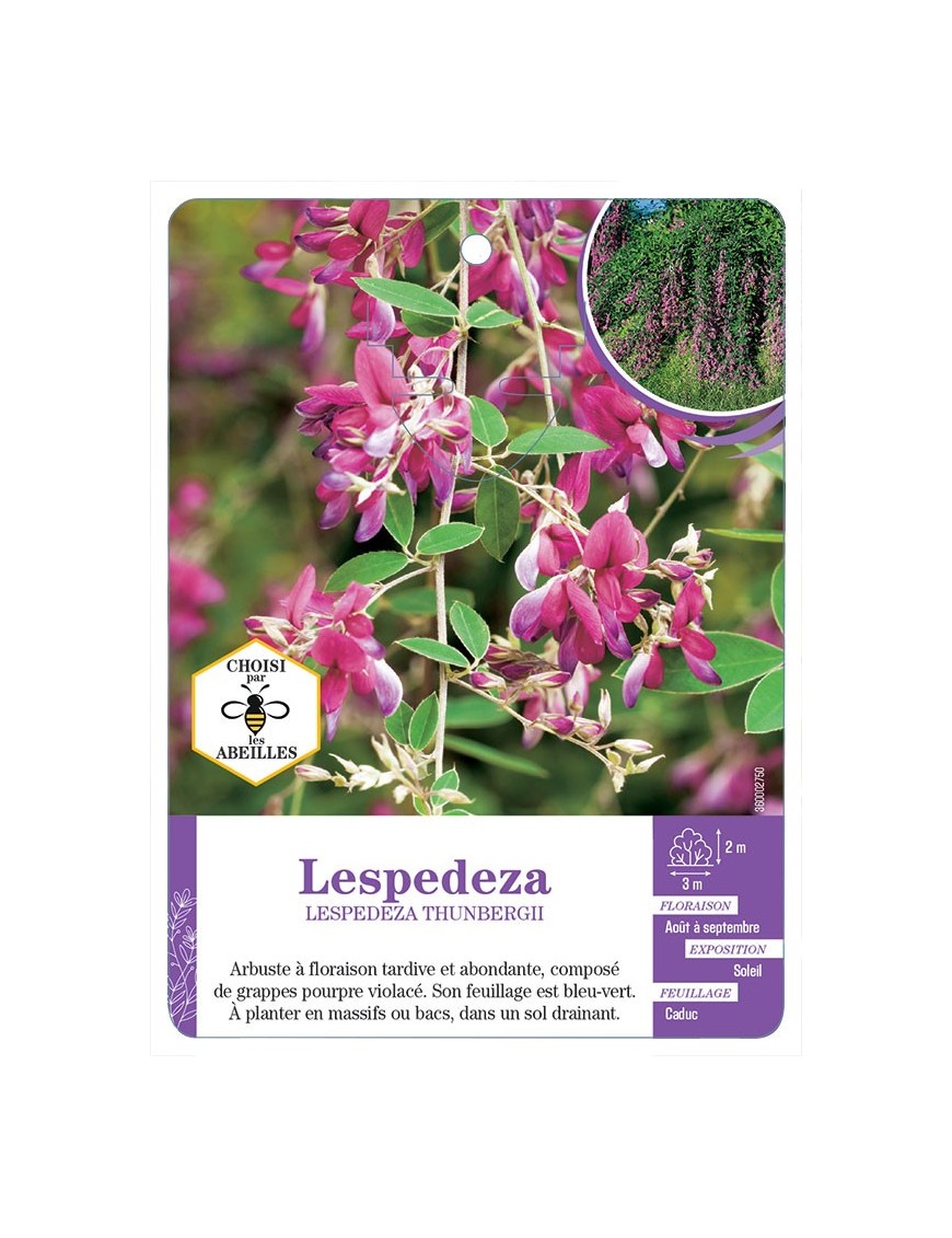 LESPEDEZA THUNBERGII