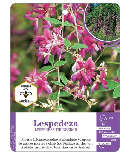 LESPEDEZA THUNBERGII