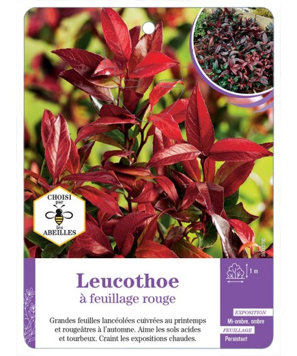 LEUCOTHOE A FEUILLAGE ROUGE