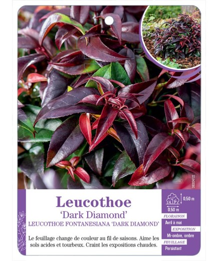 LEUCOTHOE FONTANESIANA DARK DIAMOND