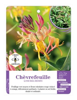 LONICERA HENRYI voir Chèvrefeuille