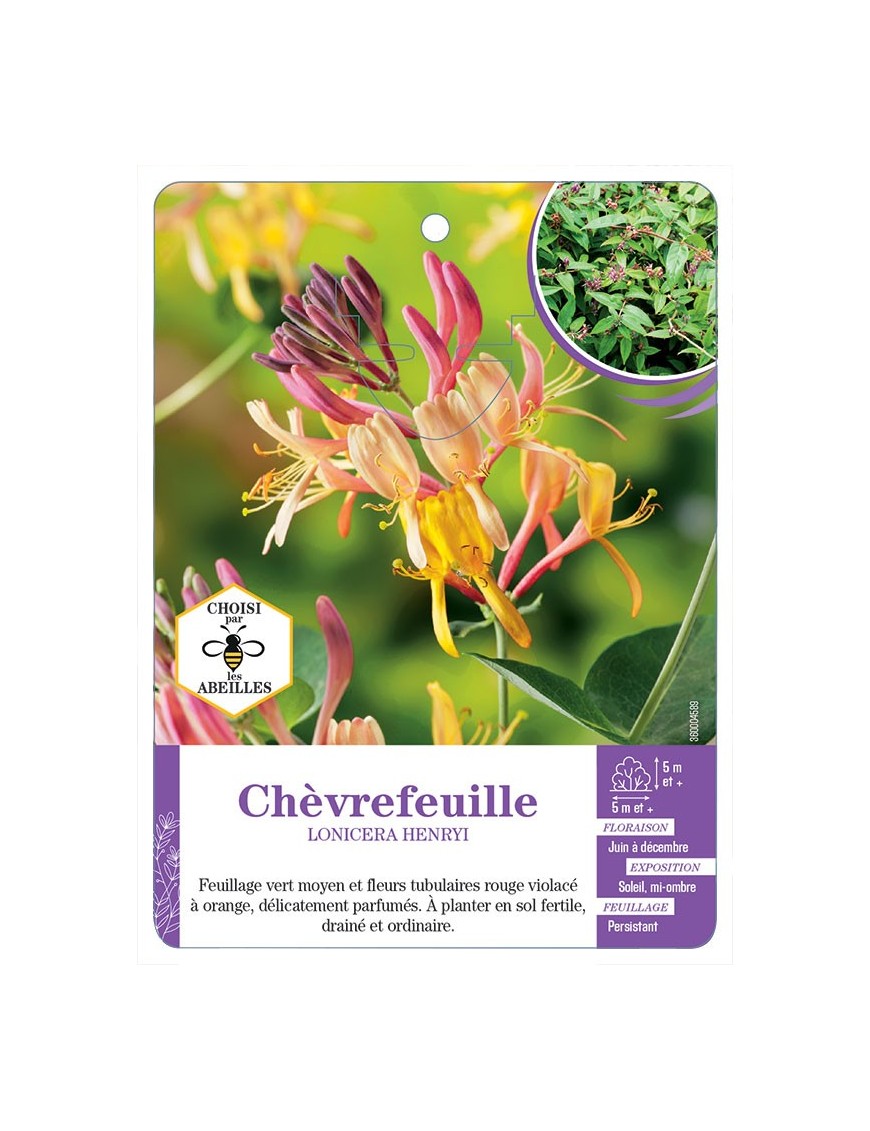 LONICERA HENRYI voir Chèvrefeuille
