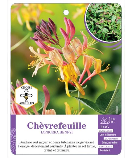 LONICERA HENRYI voir Chèvrefeuille