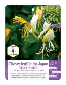 LONICERA JAPONICA HALL'S PROLIFIC voir Chèvrefeuille du Japon